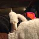 북악동물병원 이미지