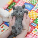 광주강아지분양 고양이분양 미유펫 본점 이미지