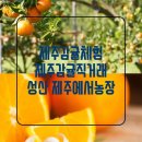 동준농장2 | 제주 감귤 직거래, 제주 감귤 체험, 서귀포 성산 제주에서 농장