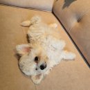 펫마트 강아지 논산점 이미지