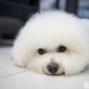 윤스강아지 이미지