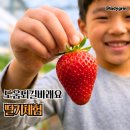 영일농장 | 딸기체험 후기와 예약 정보 | 2월에 이어 이번 겨울도 하려는 이유