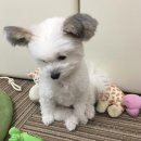 빠삐용 - 청주시 흥덕구 진재로15번길 23 | 빠삐용