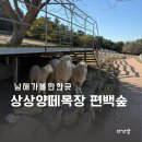 남해 가볼만한곳, 상상양떼목장 편백숲 평일 방문 후기