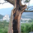 고목목장 이미지