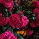 하평2길 이미지