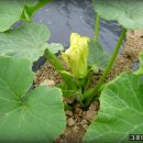 대풍농장 이미지