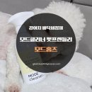 강아지 바닥 세정제 모드홈즈 모드클리너 펫프렌들리 후기
