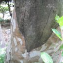 위스키메리 이미지