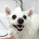 댕그리몽 이미지