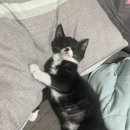 그루밍 호찌 이미지