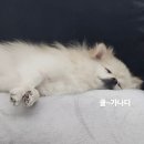 아리자리