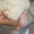 광주동물메디컬센터 | 광주 노아동물메디컬 센터 / 강아지 악성 연부조직종양 /13살 노견 꼬리단미수술 후기 1