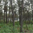 해넘이길 이미지