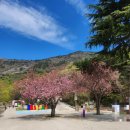 11260-4-13-11 | 사천 청룡사 겹벚꽃 개화현황 4월13일 실시간 후기 + 주차 정보