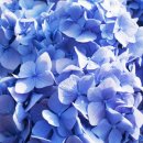 수국과안개꽃 카카오 검색결과