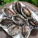 완도1호 이미지