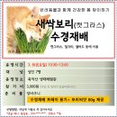 3.8(금)새싹보리(캣그라스) 수경재배_오전10시30분_성인 대상 이미지