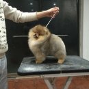 LOVELY POM 이미지