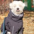 도그매니아 네이버블로그