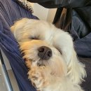 귀여븐댕 이미지