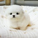 옥천만남 | 옥천강아지분양 기분좋게 결정한 파라다이스펫