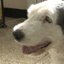 대학동물병원 이미지