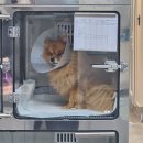 권오성동물병원 이미지