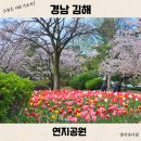 금관대로1368번길L | 경남 김해 연지공원 벚꽃 튤립 실시간 비온뒤 개화상태 4월 4일