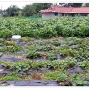 고라농장 이미지