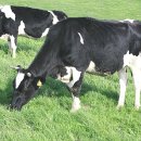 대물축산 이미지