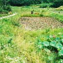 회남면 법수리마을 이미지