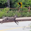 산양2호 이미지