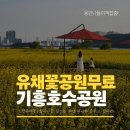 사업장부설 | [용인 가볼만한곳] 기흥호수공원 유채꽃밭 무료 방문 후기: 5월의 노란빛 산책과 개화 상태