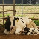 달영목장 이미지