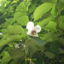산목련 Daum카페
