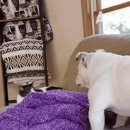 댕댕이냥냥 이미지