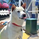 신디농장 이미지