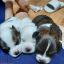 강아지세상 이미지