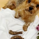 얌얌하개 이미지