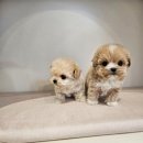 켄넬203 말티푸분양, 미니비숑분양 이미지