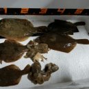 예그리나 이미지