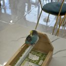 여주-0452 | 여주앵무새 이색데이트 동물카페 ‘리프패럿’