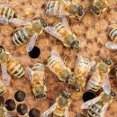 신왕농장 이미지