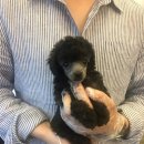 스타일독 이미지