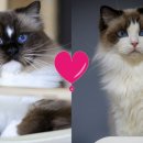 랙돌캐터리 알렉산더돌스 이미지