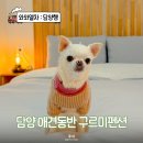담양 애견동반펜션 추천 구르미펜션 천둥이방 스파 후기