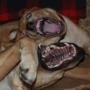 Let Sleeping Dogs Lie 잠자고 있는 개는? 이미지