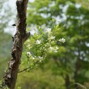 가침박달 Exochorda serratifolia S. Moore 이미지