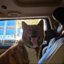 트레벨동물병원 이미지